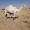 abdoulayeabdelker1
