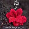 sarahawad8877
