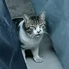 neko6640