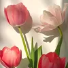 kimphuon_