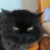 mito_bs5