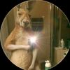 el_pana_panda_3000