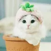 daudau_46