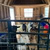 rainbowkoalafarm