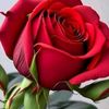 user4614005515620