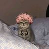 atena_cf