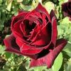 nouralyasmine88