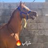 🐎إبن رامض🐎(911)