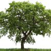 oakypoki
