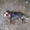 juanitochinchilla701