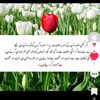 saqib4468