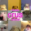 crus..animal..house