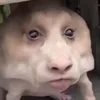ssuk_fattyfatty4eyes