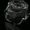 www.intan.tiktok.com