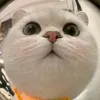 han_nha2