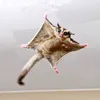 kelinciloncat_