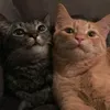 ltfhhhhhhhh_