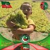 noorhaidar731