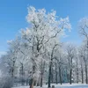 lysy_zadymiarz2