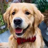 buddy_the_golden_citydog