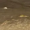 pundelhundel