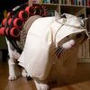 cantaloupedog