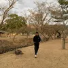 ozora.k