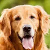 goldenkkkkkkk