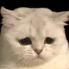 habibiiiiiii2222