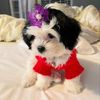 cindydiamond176
