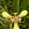 dwar__12