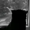 сигмававв