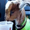 thegreeengoat