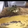greenfrog431