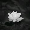 nguyentran01110