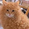 enokirollsinthebutt