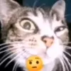el.gato.insano_xd