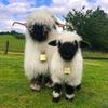 BoPeep Valais Blacknose