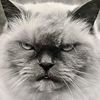 lilliecatkendra