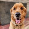 goldenboyarch