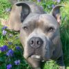 phoenixthepit1