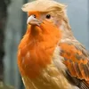 citoyendumonde49