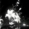 lux_ao0