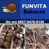 Funvita