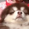 The new dog