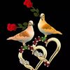 sayedurrahaman529