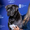 sempre_mio_canecorso