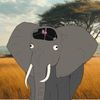 Elephant glazer