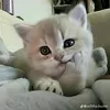kakamiquynhchi