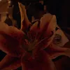 _svrsha